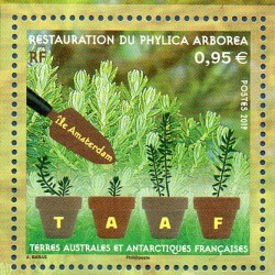 Timbre TAAF Yvert No 903 Phylica Arborea neuf ** 2019