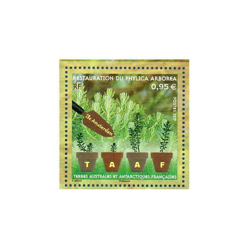 Timbre TAAF Yvert No 903 Phylica Arborea neuf ** 2019