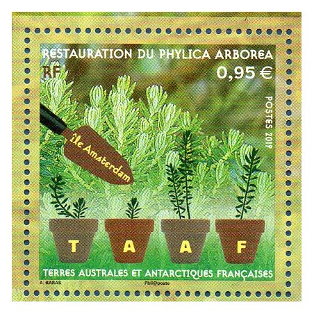 Timbre TAAF Yvert No 903 Phylica Arborea neuf ** 2019